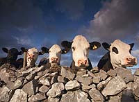 7015 The Bottomhill Gang Chris Gilbert, Ravenseye Gallery, Peak District, Photographs, Courses